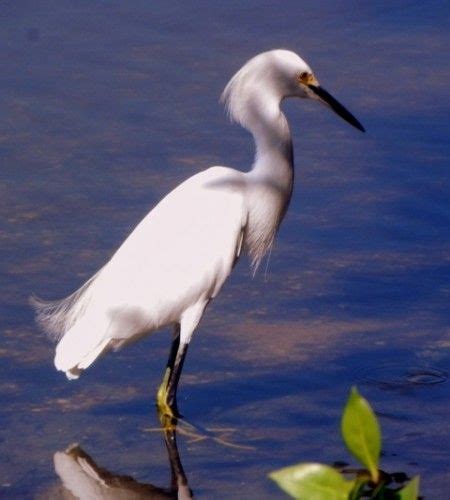 Sanibel Island “Ding” Darling National Wildlife Refuge with kids #PinUpLive | National wildlife ...