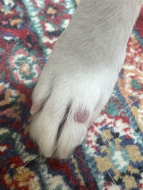 Small soft pink lump on dog paw | Dog Forum