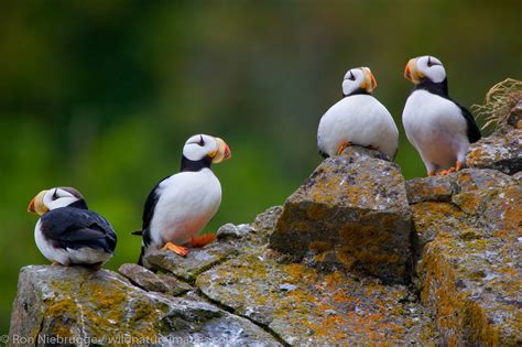 Horned Puffin | Photos by Ron Niebrugge