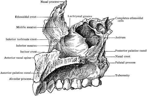 Facial bones:Maxilla | RANZCRPart1 Wiki | Fandom powered by Wikia