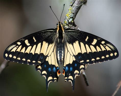 Anise Swallowtail ~ Rocklin Wildlife