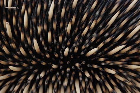 Echidna spikes are an excellent defence. Photo John Deer. | Echidna, Species, Color textures