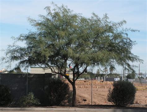 Mesquite – Chilean | Elgin Nursery & Tree Farm: Phoenix, AZ