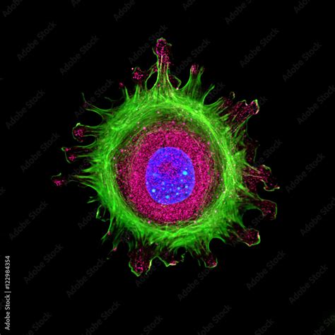 Immunofluorescence of single human cell stained grown in tissue culture, stained with multiple ...