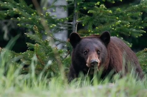 Banff National Park Wildlife Videos - Where to See Wildlife