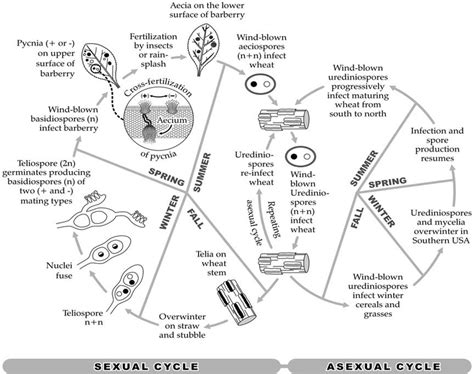 Life cycle of stem rust. Figure by M. Shillinglaw, AAFC | Download ...