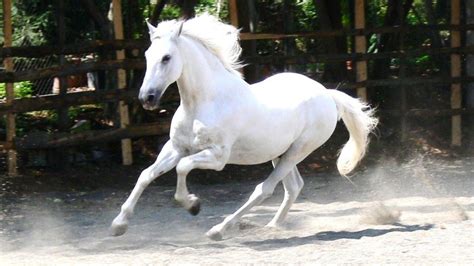 Cavalo Andaluz. | Horses, Horse wallpaper, Horse photos