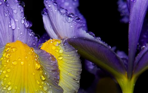 Iris Wallpapers - Wallpaper Cave