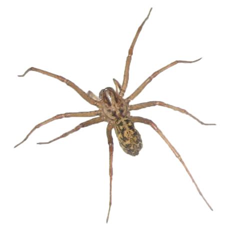 Hobo Spider - Altus Pest Control