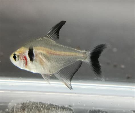 FishList by DesmondLim Teck Whye - Black phantom tetra 2.5cm X 5pc