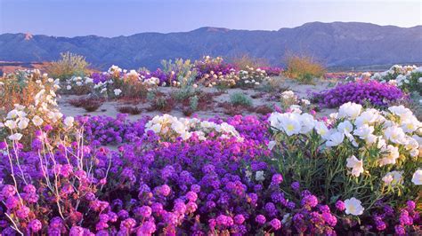 desert floral – Lutheran Church of the Risen Savior