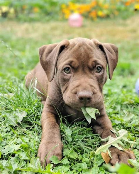 Labrador Mix | 46+ Labrador Mix Breeds Reviewed By Veterinarians | Labrador mix, Boxer lab mix ...