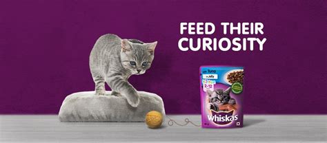 Cat Food Delivery Service: Nutritious, Delicious Food For Your Pawrrfect Partner!