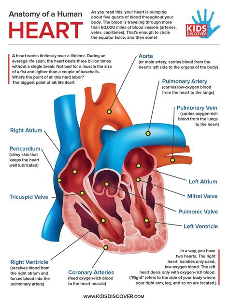 Heart Diagram Labeled And Functions