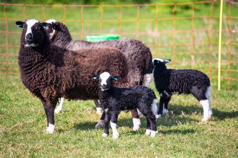 Rare Welsh sheep are new arrivals at Accidental Zoo | Guernsey Press