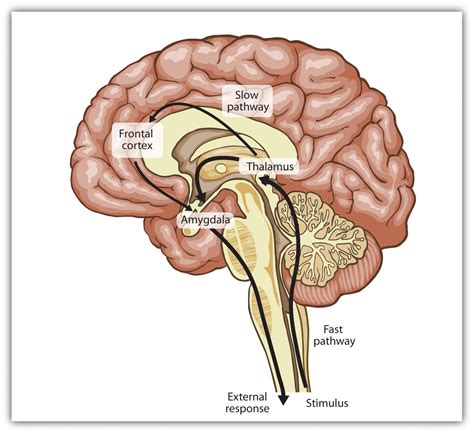 10.1 The Experience of Emotion – Introduction to Psychology