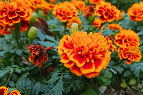 12 Orange Flowers To Grow in Your Garden