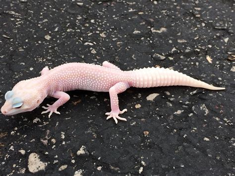 Albino super snow leopard gecko at Reptile Rapture. | Leopard gecko, Gecko, Lizard