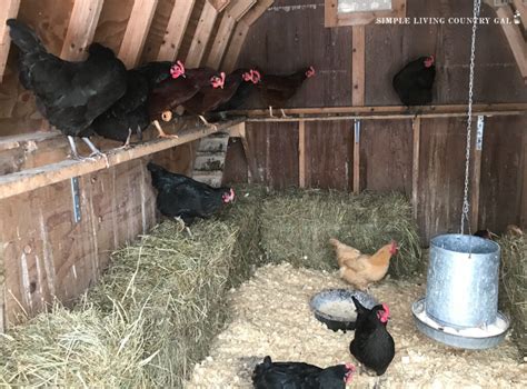 Everything You Need To Know About DIY Chicken Roosts | Simple Living Country Gal