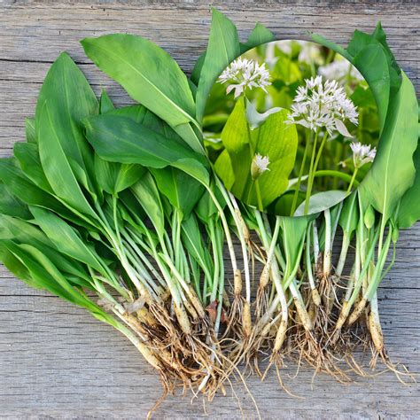 Wild Garlic Bulbs – Allium Ursinum – In The Green - Woodland Bulbs