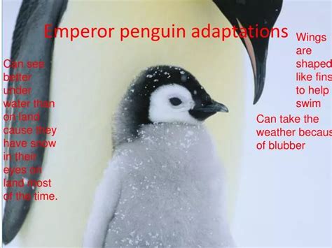 PPT - Emperor penguin adaptations PowerPoint Presentation, free download - ID:2649523