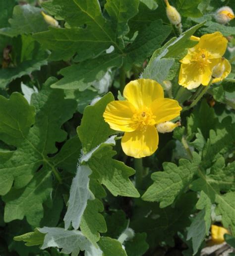 Celandine Poppy (Stylophorum diphyllum) - Cable Natural History Museum