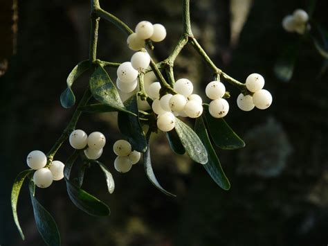 15 Marvelous Facts About Mistletoe - Fact City