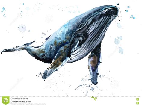 Image result for humpback whale watercolor | Arte baleia, Pintura de ...