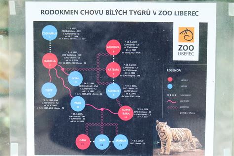 White Tiger family tree | White Tiger family tree, Zoo Liber… | Flickr