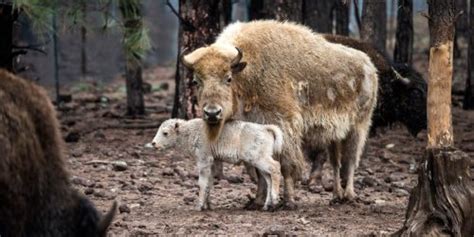 A 'one-in-ten-million' rare white bison calf was just born in Wyoming ...