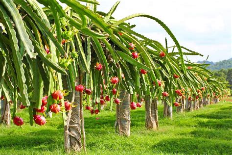 Dragon fruit farming in Madhya Pradesh – agrimate.org