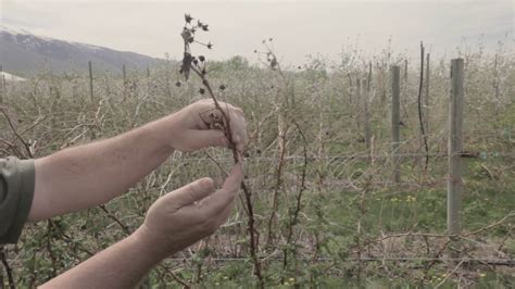 How to Prune Raspberries