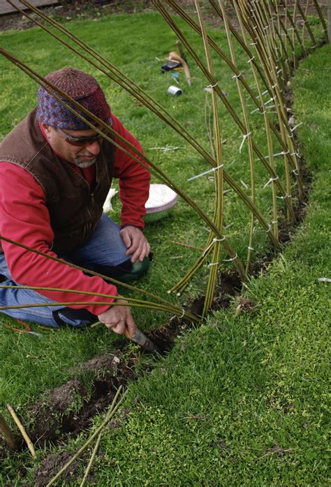 Living Willow Fences & Play Structures | Living Willow Farm — LIVING ...