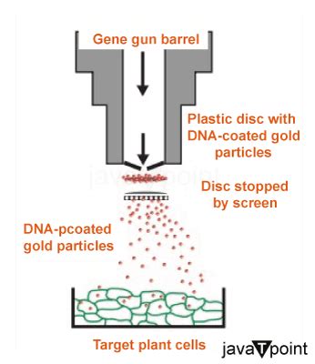 Gene Gun Method - Javatpoint