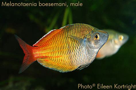 Photo #4 - Melanotaenia Boesemani (boeseman's Rainbowfi...