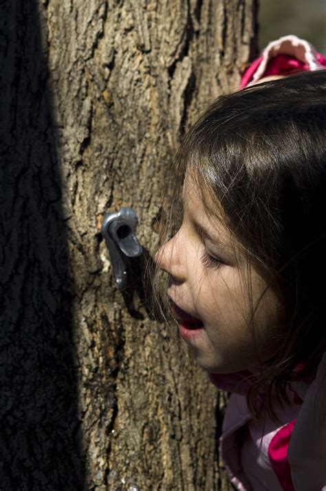 The 3 Foragers: Foraging for Wild, Natural, Organic Food: Tapping Trees for Sap and Making Syrup