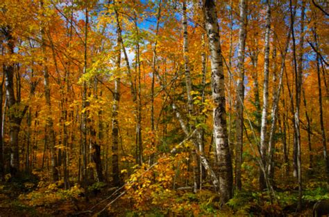 Fall Colors in Superior National Forest - Kevin Linden Photography