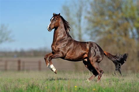 Popular Horse Breeds for Racing