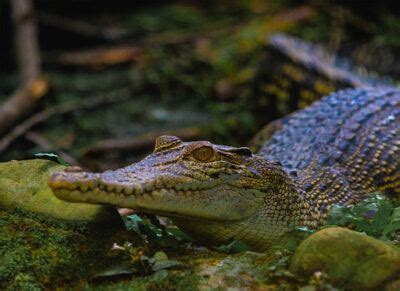 Nature & Wildlife – Brunei Tourism