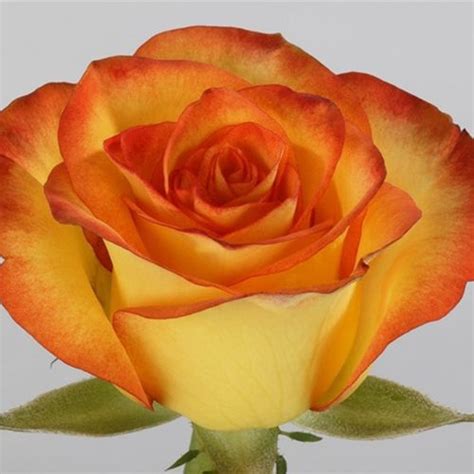 Rose High Magic 50cm - Wholesale - Blooms By The Box