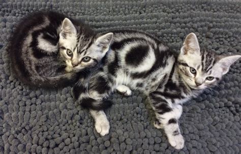 Two American shorthair silver tabby kittens 2017 - Silver Shorthairs