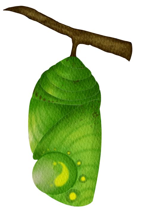 green butterfly pupa 35971123 PNG