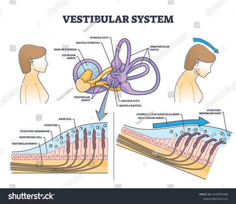 14 imagens de Otolithic membrane Imagens, fotos stock e vetores | Shutterstock