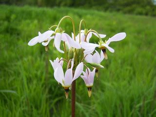 Shooting Star | Dodecatheon meadia in the meadow at Jackson … | Flickr