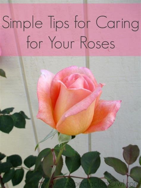 Simple Tips for Caring for Your Roses | Rose care, Hybrid tea roses, Planting roses