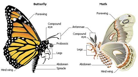 WHAT IS THE DIFFERENCE BETWEEN A MOTH AND A BUTTERFLY? |The Garden of Eaden