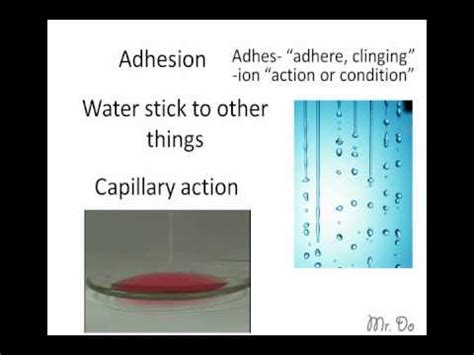 cohesion and adhesion - YouTube