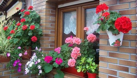 Plantas Colgantes De Exterior Para Decorar Balcones Y Ventanas!