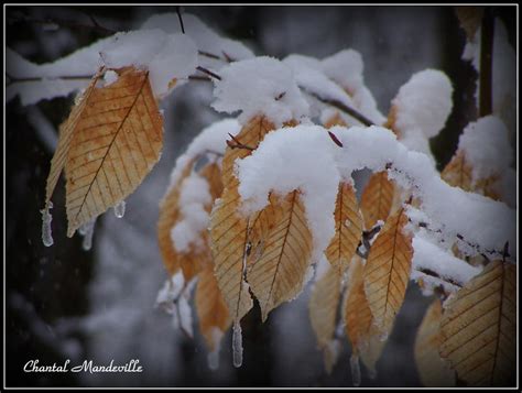 Winter Leaves by artistmember on DeviantArt