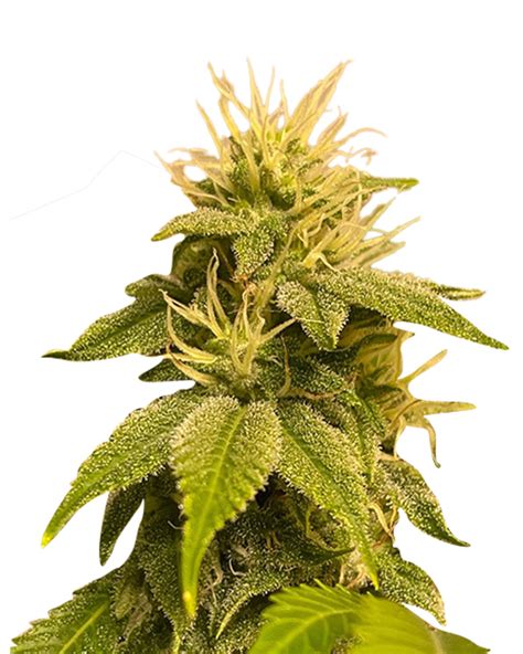 Lemon Strain Autoflowering Cannabis Seeds - Rocket Seeds